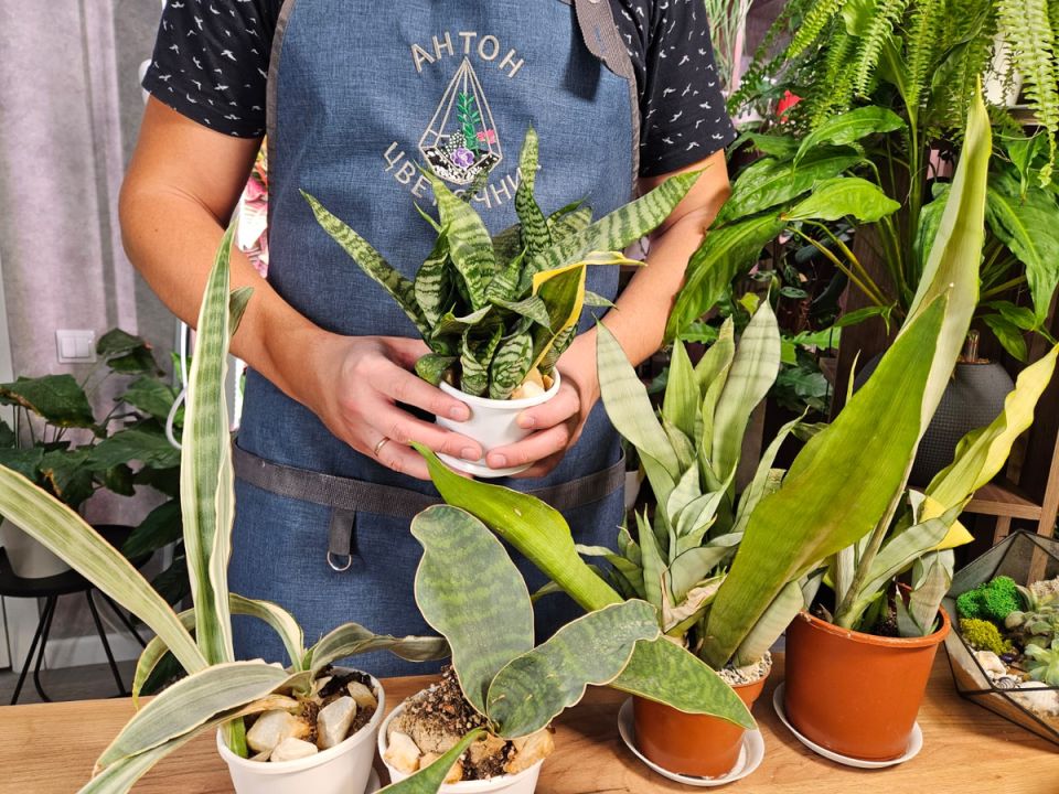 �����������: ������������ ����� ���������, ������� ���� ��������