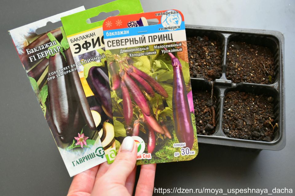 ������ ��� ��� ������ ���������� �� ������� � 2026 ����