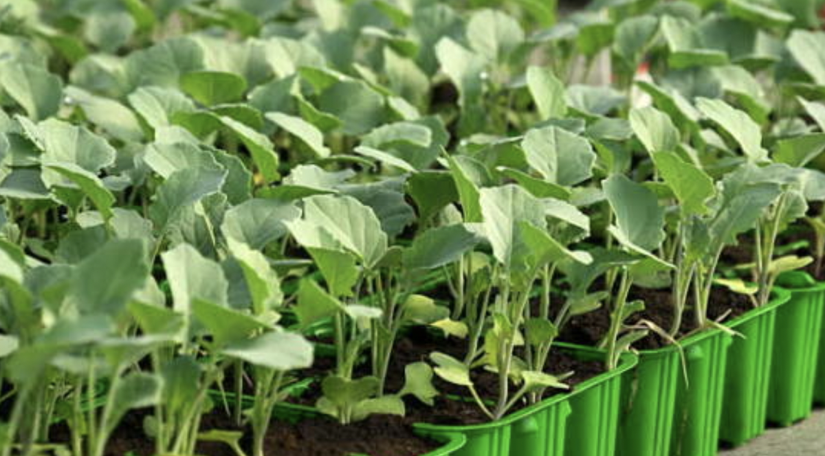 Как получить плотные кочаны капусты: советы по посеву рассады в апреле