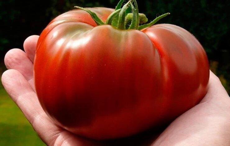 Как вырастить помидоры гигантского размера: секреты эффективной подкормки