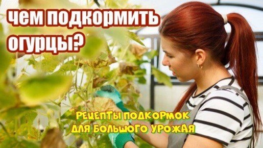 Как спасти огурцы от пожелтения: советы по подкормке для щедрого урожая