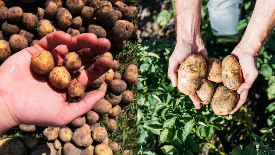 ������� ����� ���������: ��� �������� ������������ ������