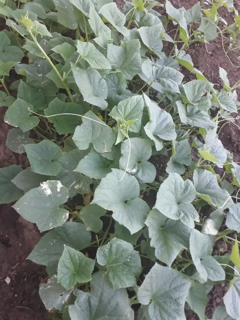 Идеальные огурцы на вашем огороде: что выбрать для посадки