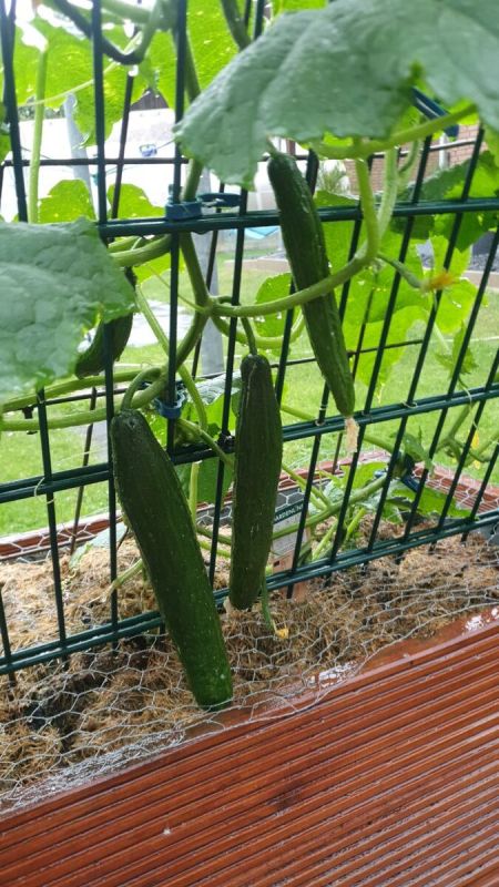 ��� �������� ������ �� ������ ��������� ����