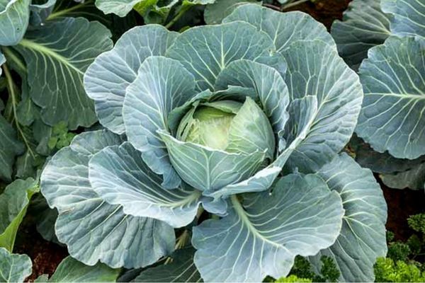 ��� ��������� ���������� ������� � �������� ��� ���������� ������