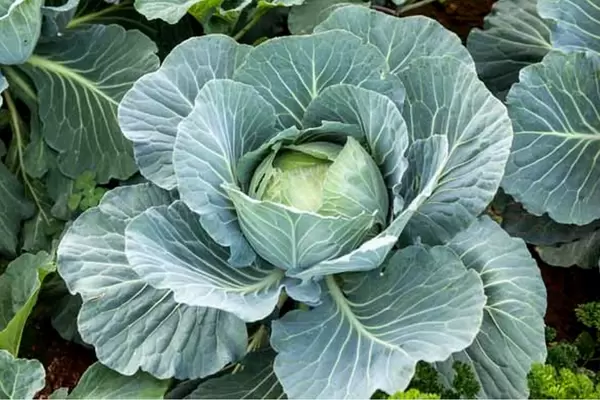 Как правильно подкормить капусту в сентябре для увеличения урожая