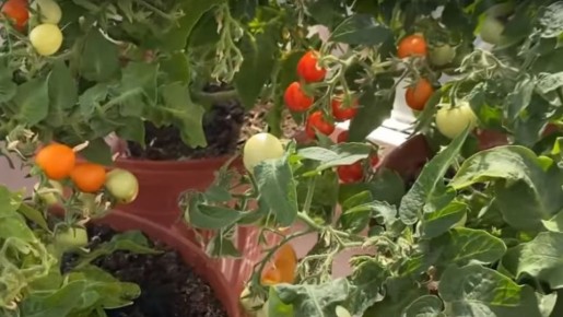 Карликовые томаты на подоконнике: уют и воспоминания для всей семьи