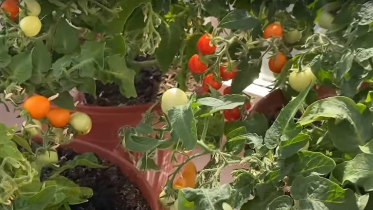 Карликовые томаты на подоконнике: уют и воспоминания для всей семьи