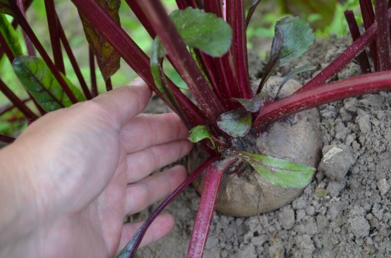 ����� ���� ������� ������: ������ ������ �� ����������� ��������