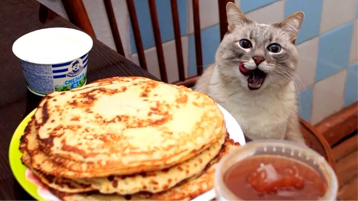 Коты и блины: забавное сочетание праздника Масленицы