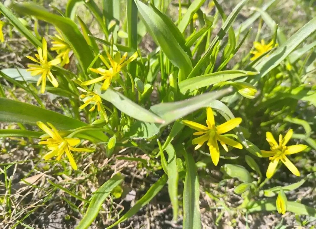 Ветреная и прохладная погода задержится в Новгородской области