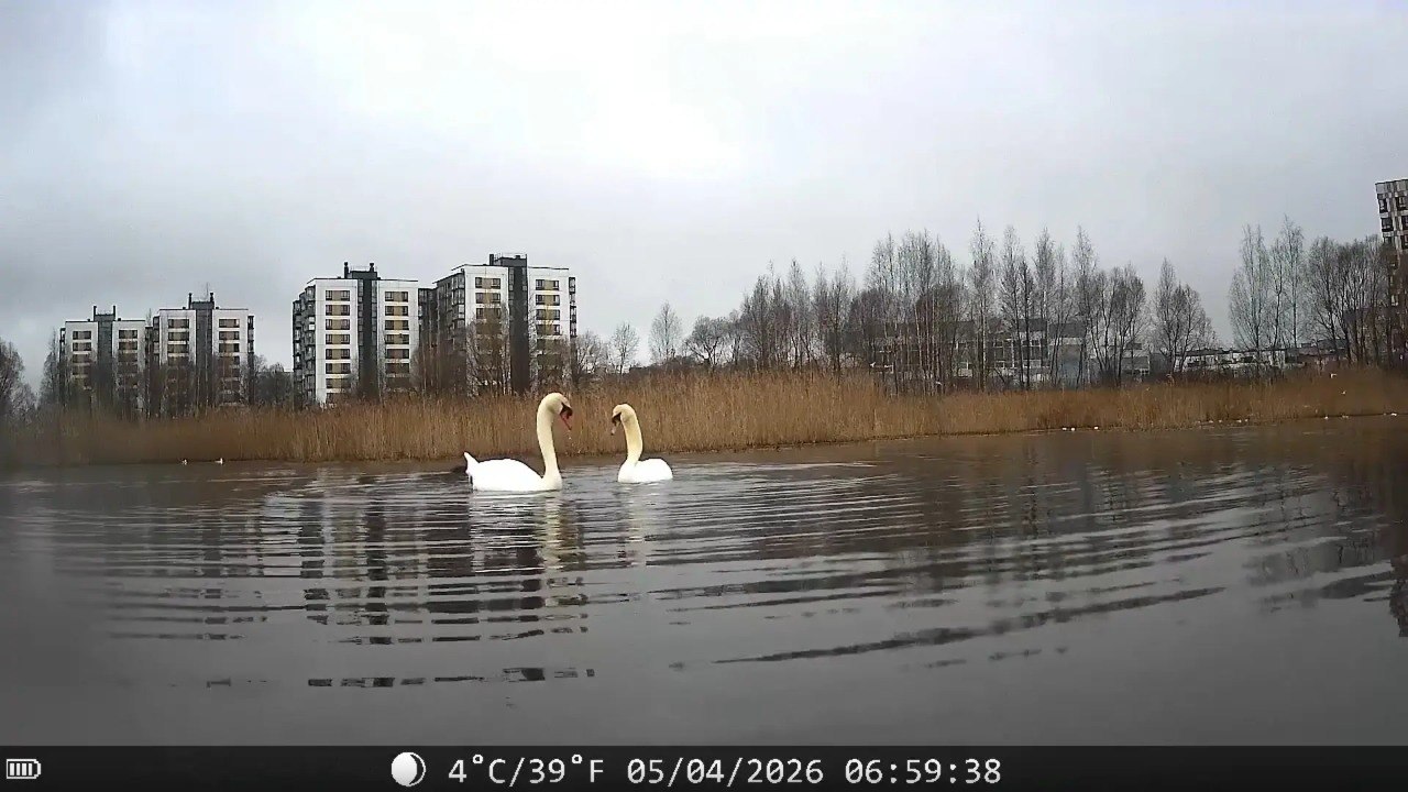 Новгородские лебеди синхронно станцевали на Волхове