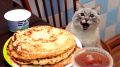 Коты и блины: забавное сочетание праздника Масленицы
