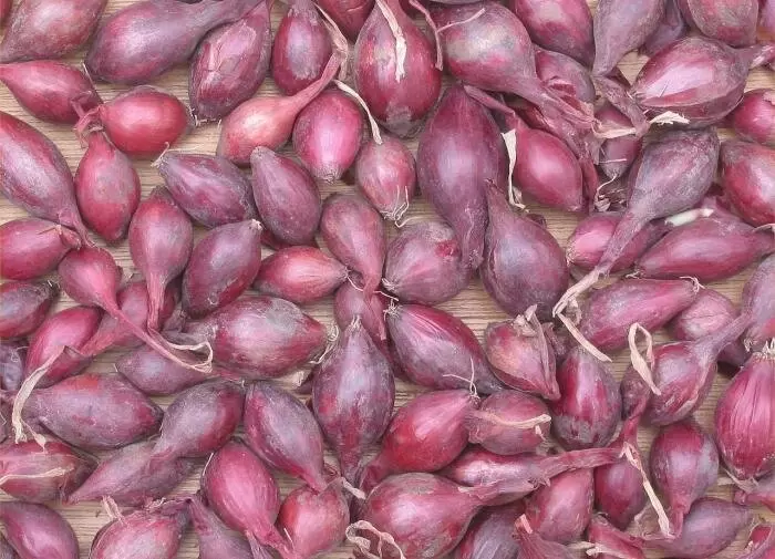 Как правильно вырастить лук-севок: секреты и советы для успешного урожая