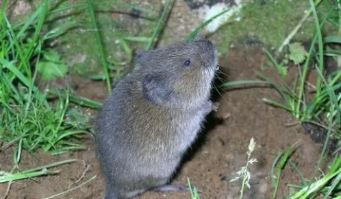 Как растения помогают спасти морковь от мышей и увеличить урожай