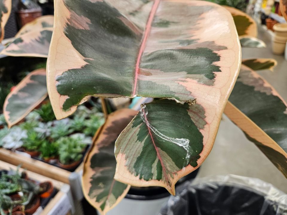 ���� �� ����� �������� � �������� ��������: ����������� ����� � �������� ������