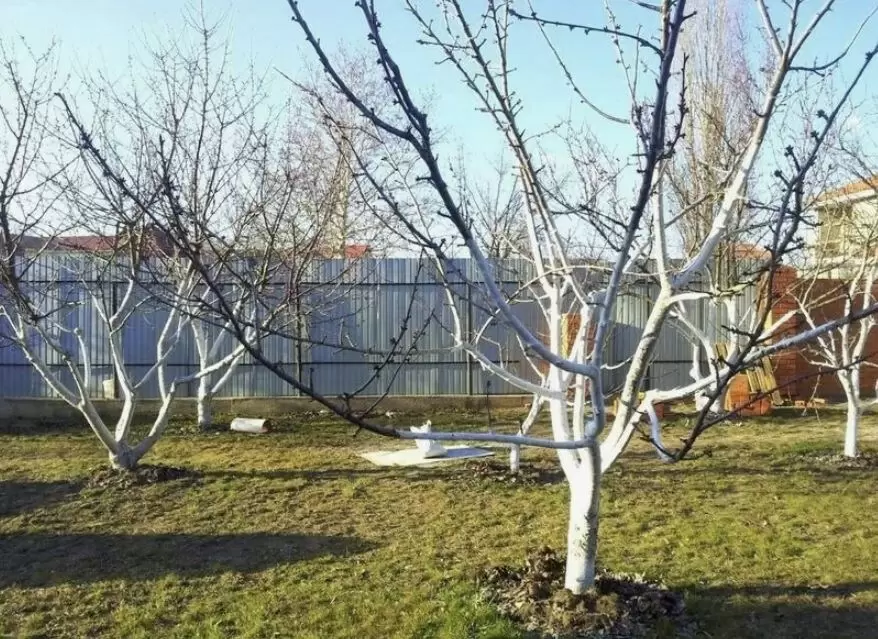 Как правильно подкормить плодовые деревья в апреле