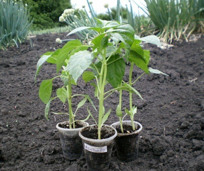 ��� �������� ������ �������� ������ ����� � ��� ��� ������ �� ����