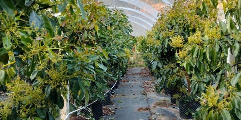 ����������� �������: ������������ ������� ��������� ����� ���������