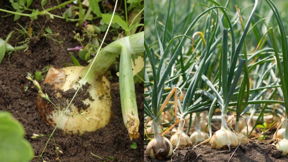 ����������� ������ ����������� ����: ������� ��������� ������