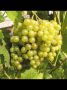 Виноград белый жемчуг: ранний сорт, приковывающий своим мускатным ароматом