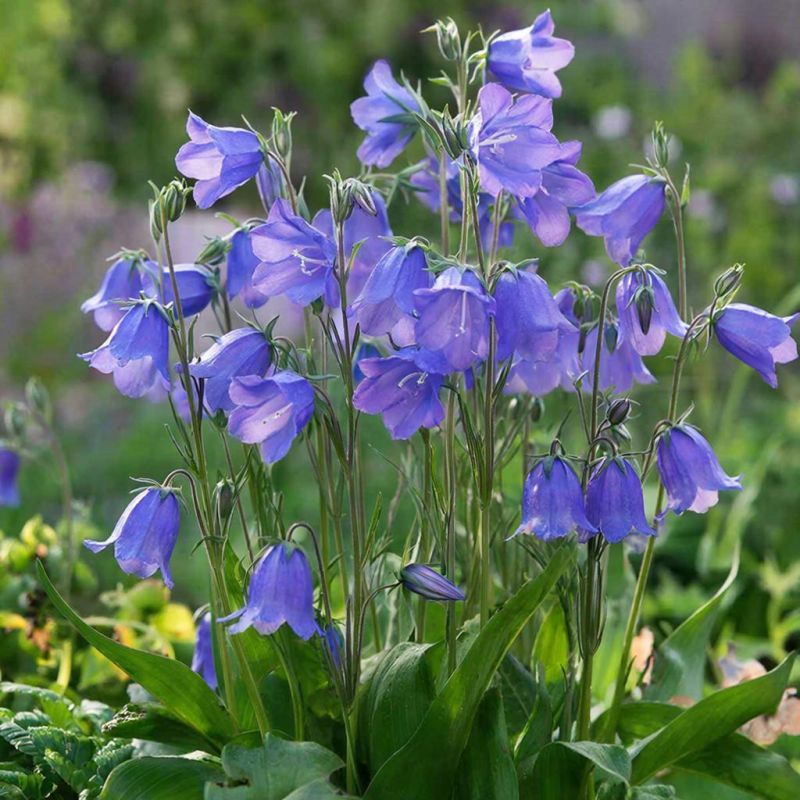 ��� ���������� ����������� ������������: ������� ������� ��� ��������� ��������