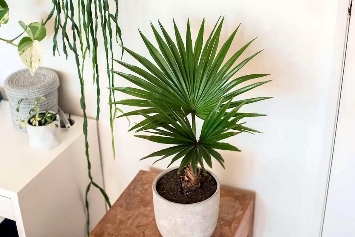 Освежите свой интерьер: лучшие неприхотливые пальмы для вашего дома
