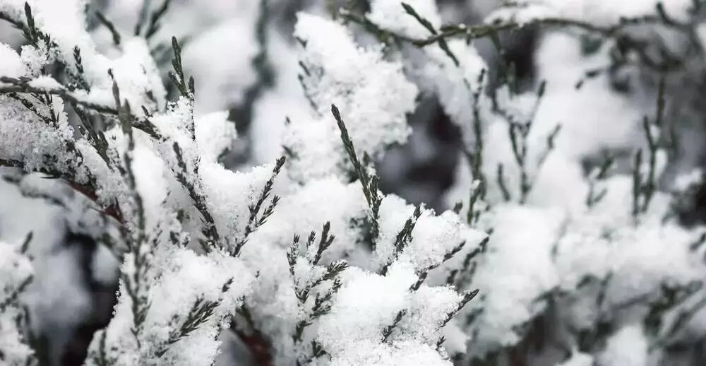 Зимние испытания для цветника: как защитить растения от зимних угроз