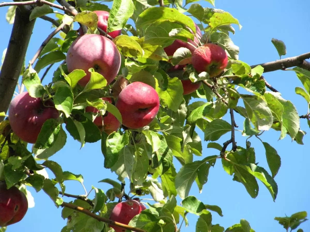 Израильские дроны: новое слово в сборе яблок с высоких деревьев