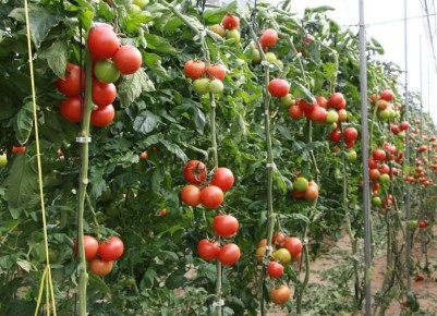 Причины трещин на помидорах: Как предотвратить повреждения и сохранить урожай?