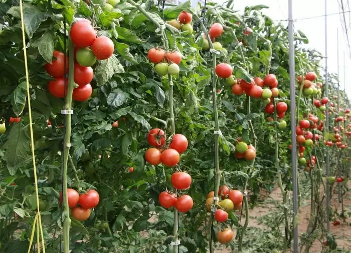 Причины трещин на помидорах: Как предотвратить повреждения и сохранить урожай?