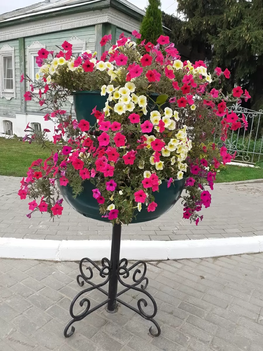 Петунии в ритме повседневности: мягкая учеба за цветами вокруг дома