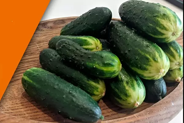 Огурцы Трюкач: секреты успешного выращивания и удивительные качества сорта