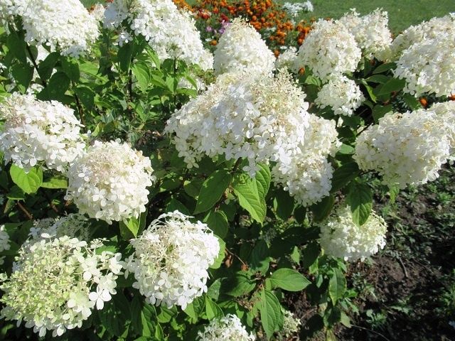 ��� ��������� ���������� ��������� ������ ��� �������� ��������