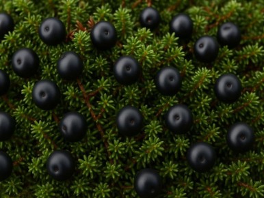 Шикша: загадочная ягода, хранящая вечный холод Арктики