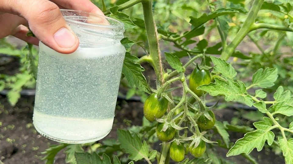 ������ ��������� ������� ������: ������������ � ������� ������������ �����������