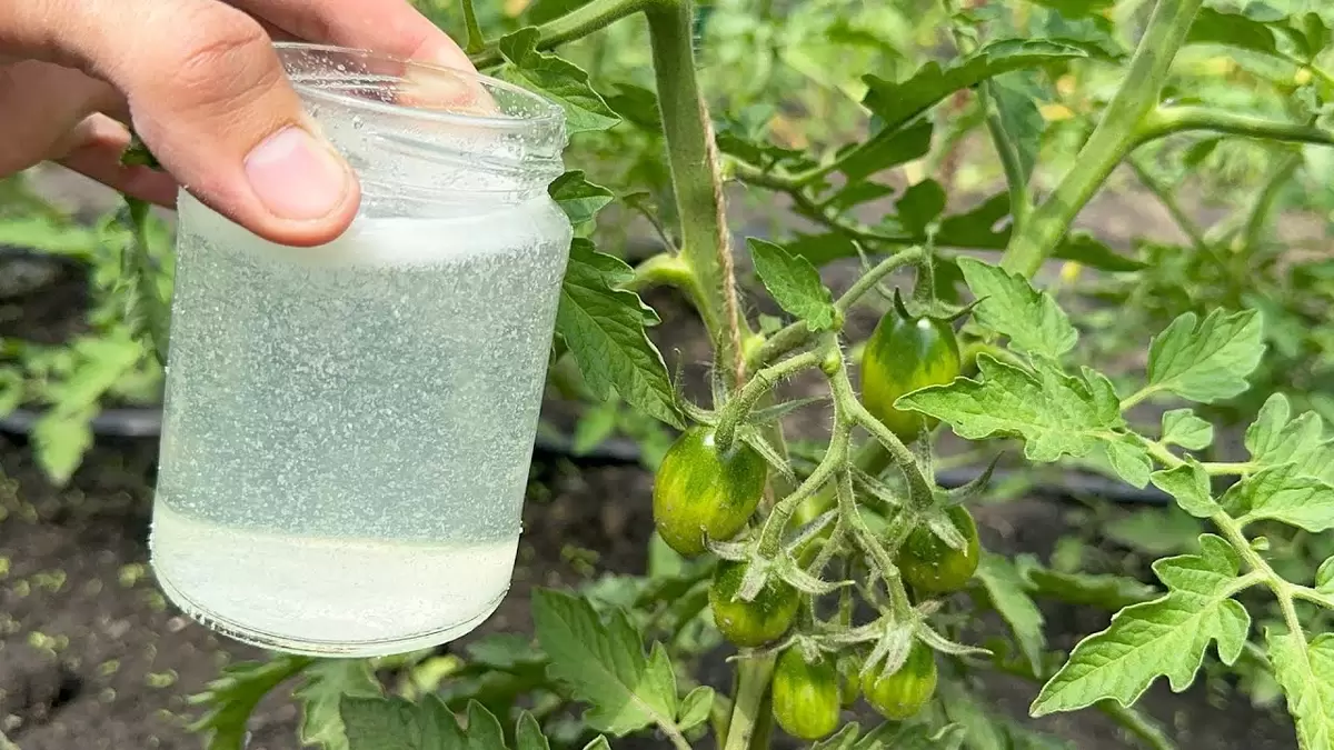 Секрет успешного дачного урожая: опрыскивание с простым растительным компонентом