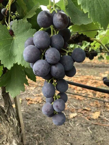 �������� ������: ������� ����� � ������ ����������� � ������ ������