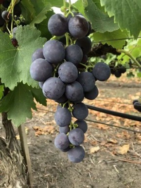 Виноград Адамас: сладкие ягоды с ранним созреванием и мощным ростом