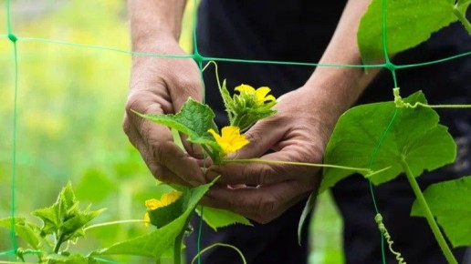 ��� �������� �����������: ������� ��������� ������ �������