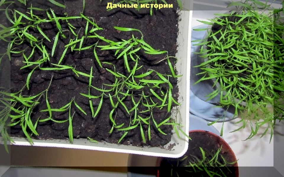 ��� ��������� ����� �� �������: ������� ������� ������