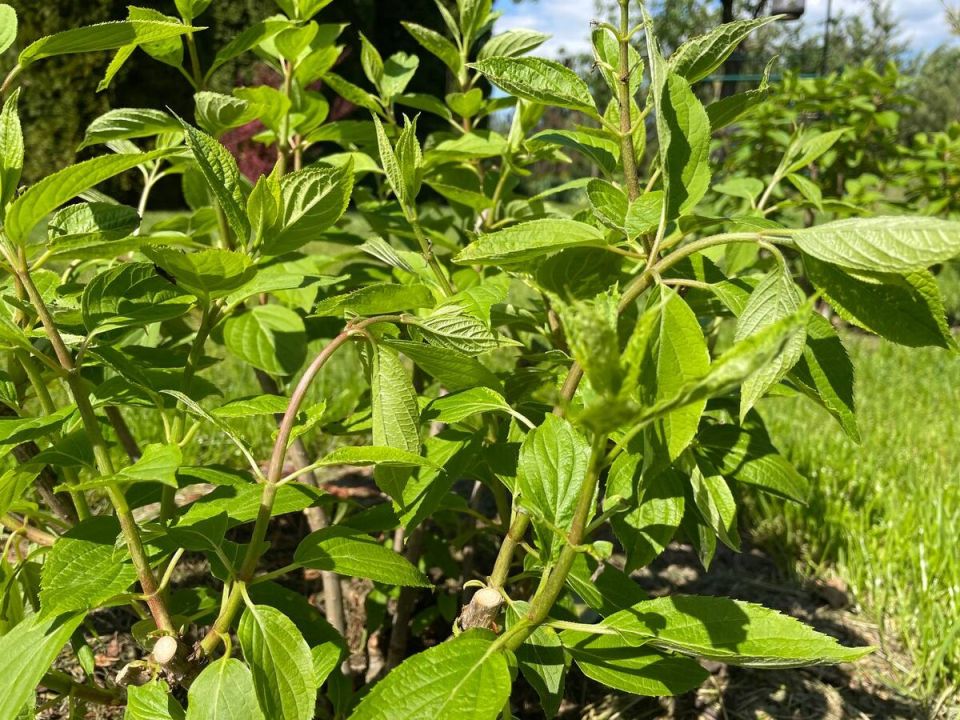 ������ �������� ��������� �������: ������� ������ ������������ �������� ��������