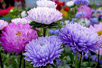 Как продлить цветение астр: секреты для яркого сада