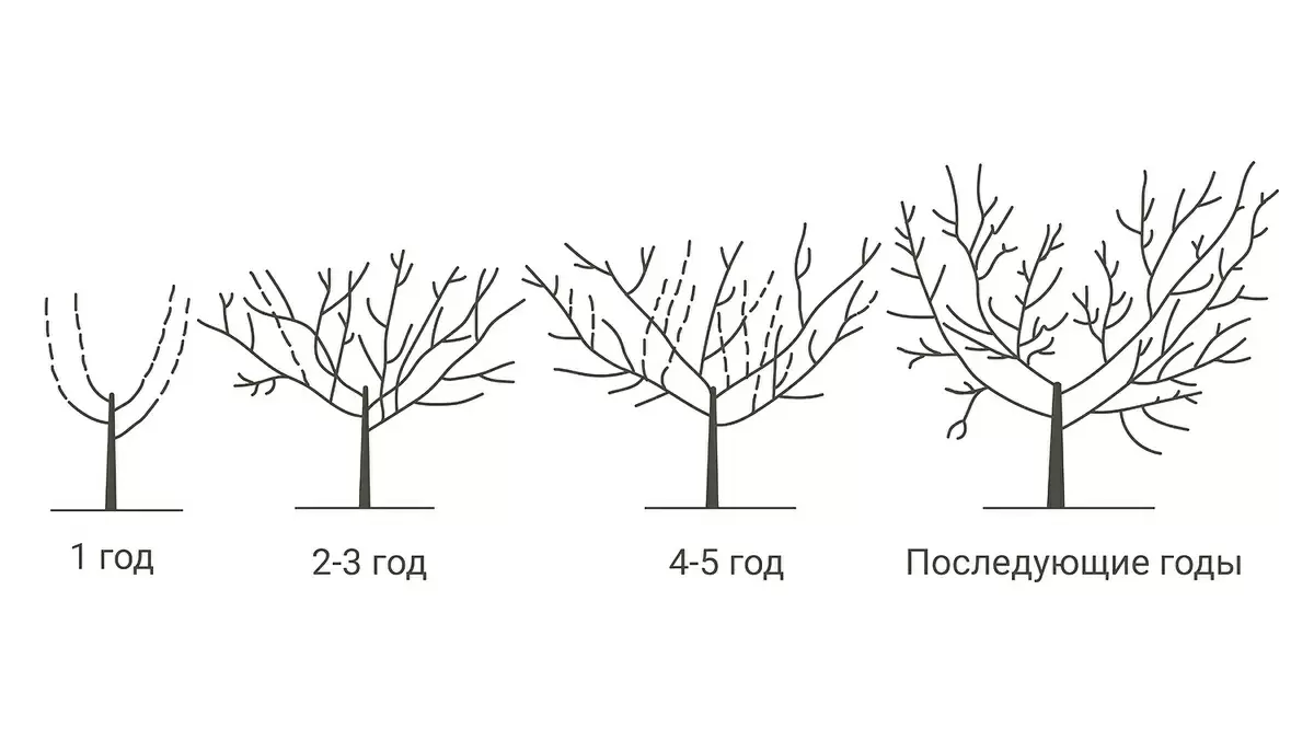 Как правильно обрезать яблоню в марте: советы для начинающих