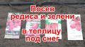 Посев редиса и зелени в теплице под снег: секрет раннего урожая