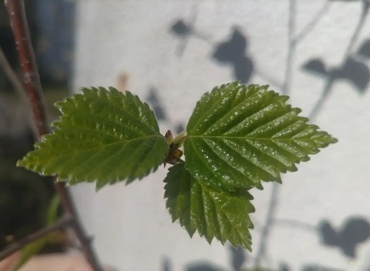 Воздух в Новгородской области прогреется до 18 градусов