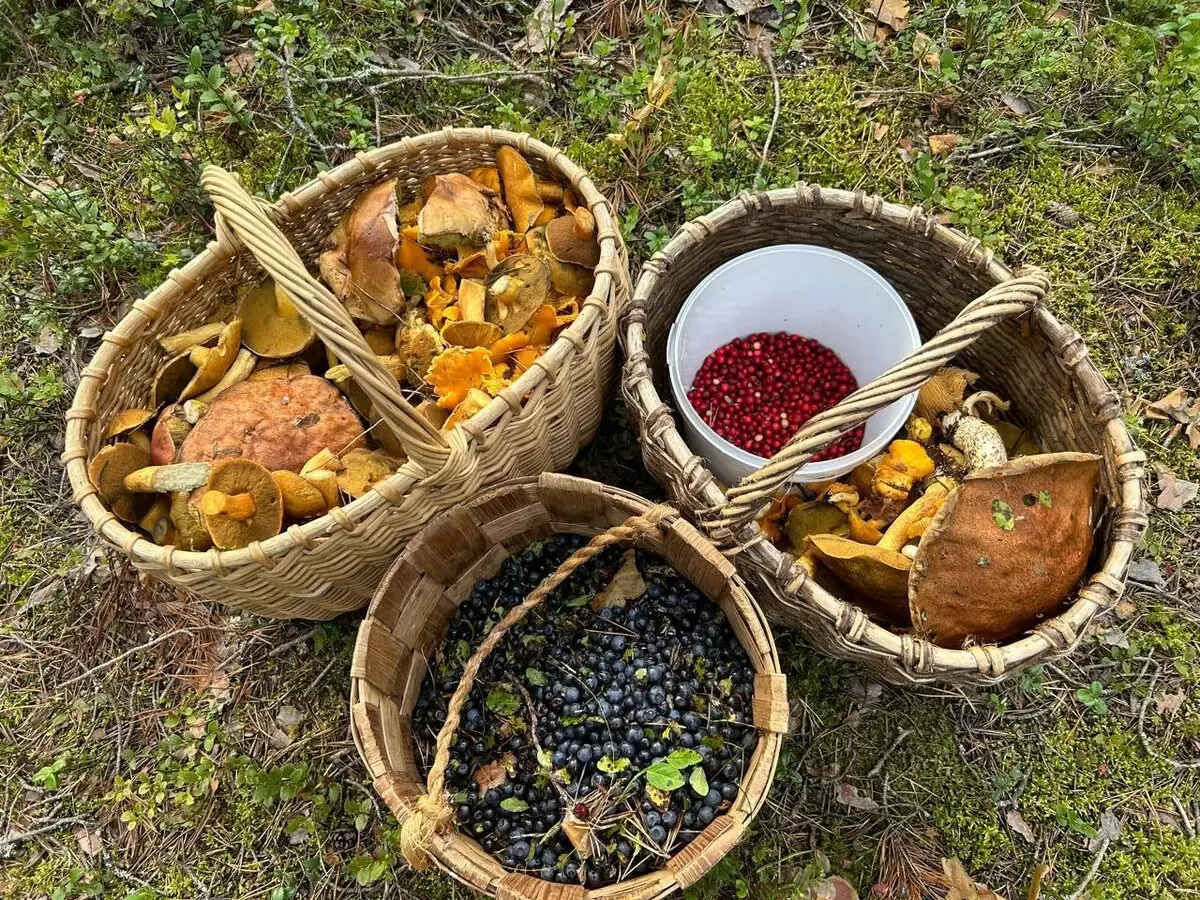 Грибной декабрь: как аномальная зима меняет привычки грибников