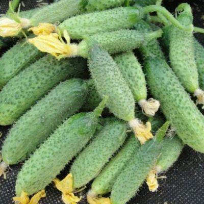 ������ �����: ���������� ������ ������ ��� ������ �������