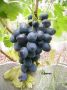 Виноград Сфинкс: ранний сорт с восхитительным вкусом и морозостойкостью