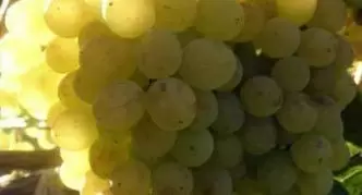 Виноград Гарольд: новый фаворит виноградарей